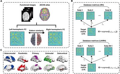 Individual prediction of hemispheric similarity of functional connectivity during normal aging